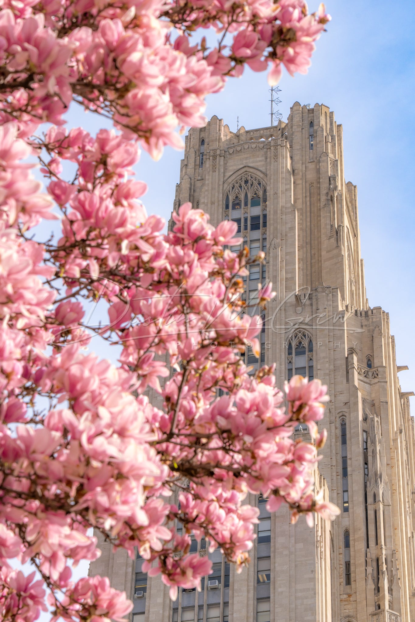 Magnolia Blossoms and the Cathedral of Learning