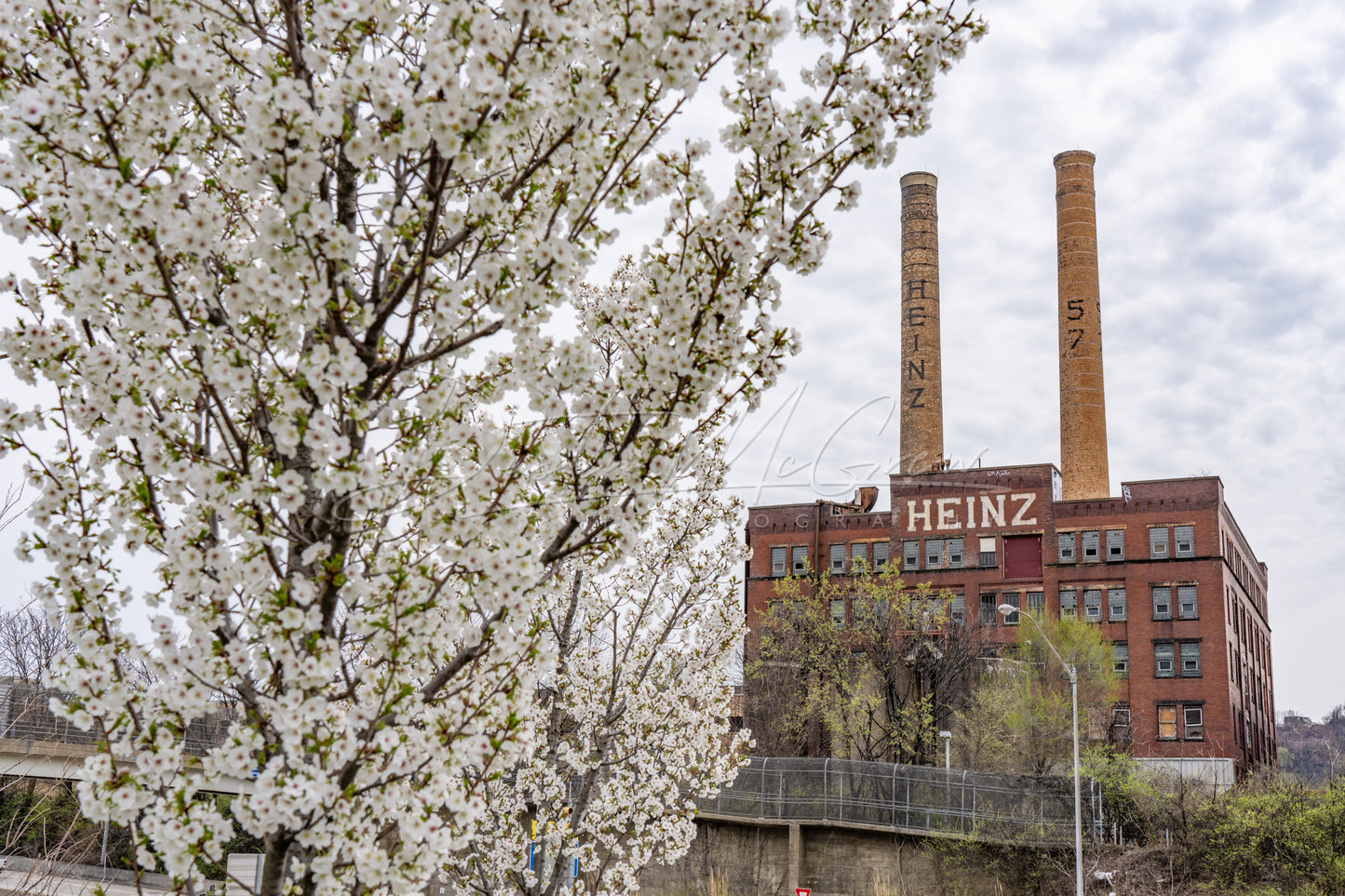 Heinz Plant and Blossoming Tree