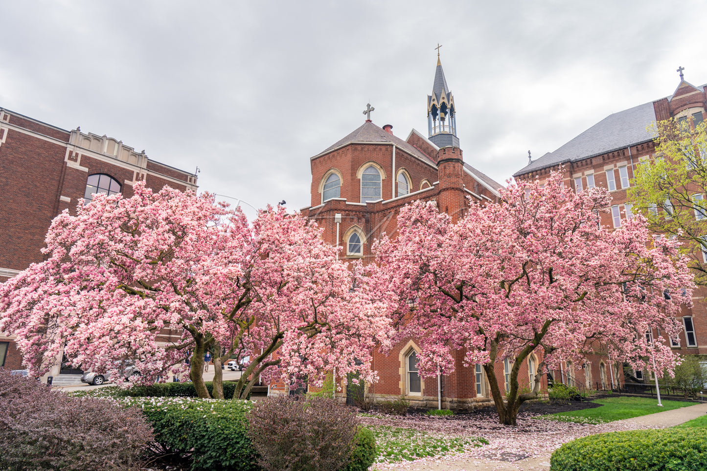 Magnolia Tree and Old Main at Duquesne University