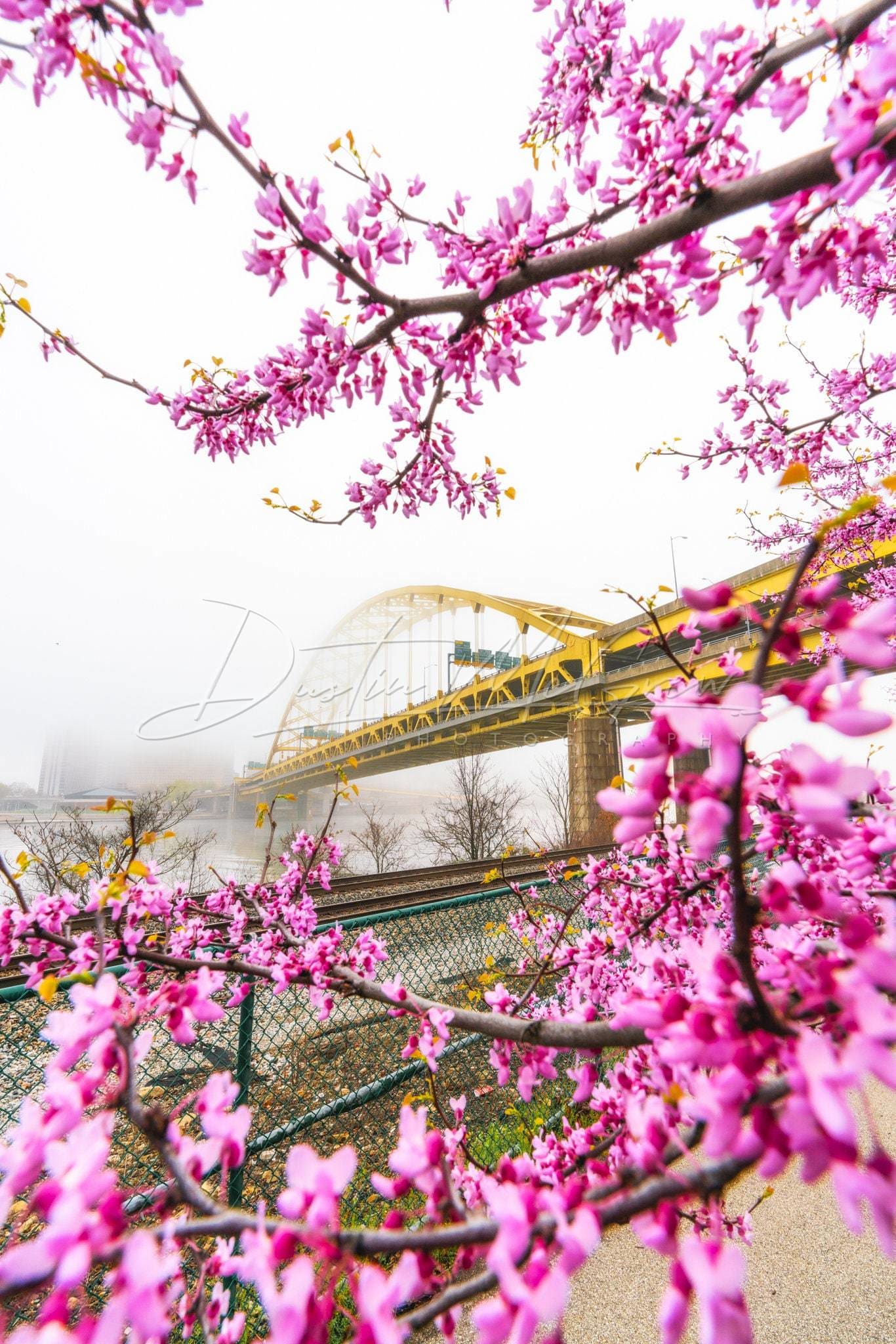 Pittsburgh Photo - Foggy Fort Pitt Bridge And Blosssoms Wall Art Metal Prints Canvas