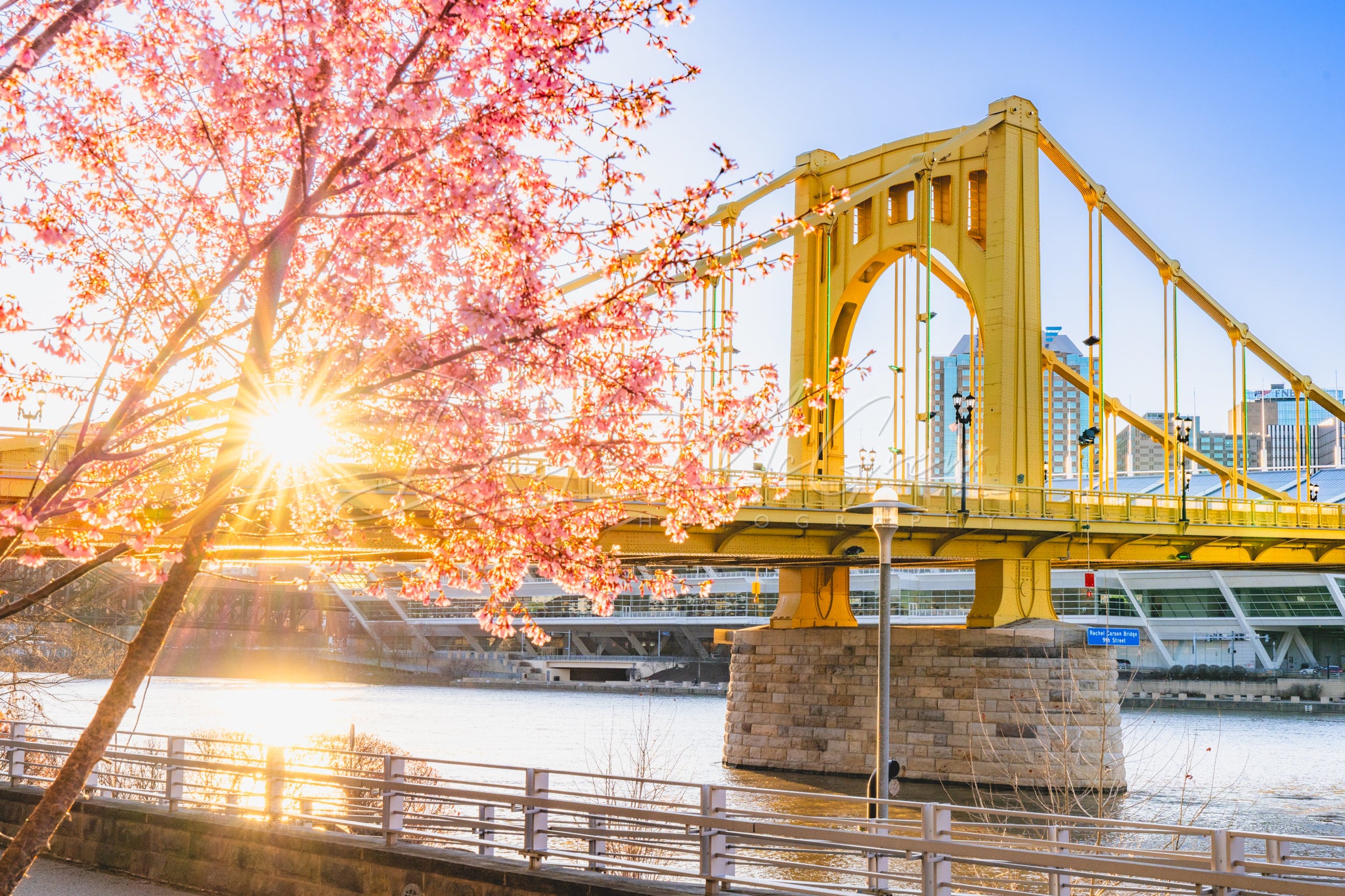 Rachel Carson Bridge and Blossoms at Sunrise