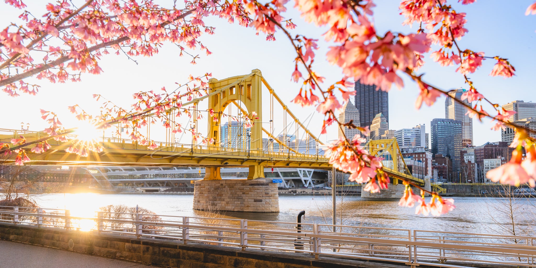 The Rachel Carson Bridge Framed by Blossoms at Sunrise