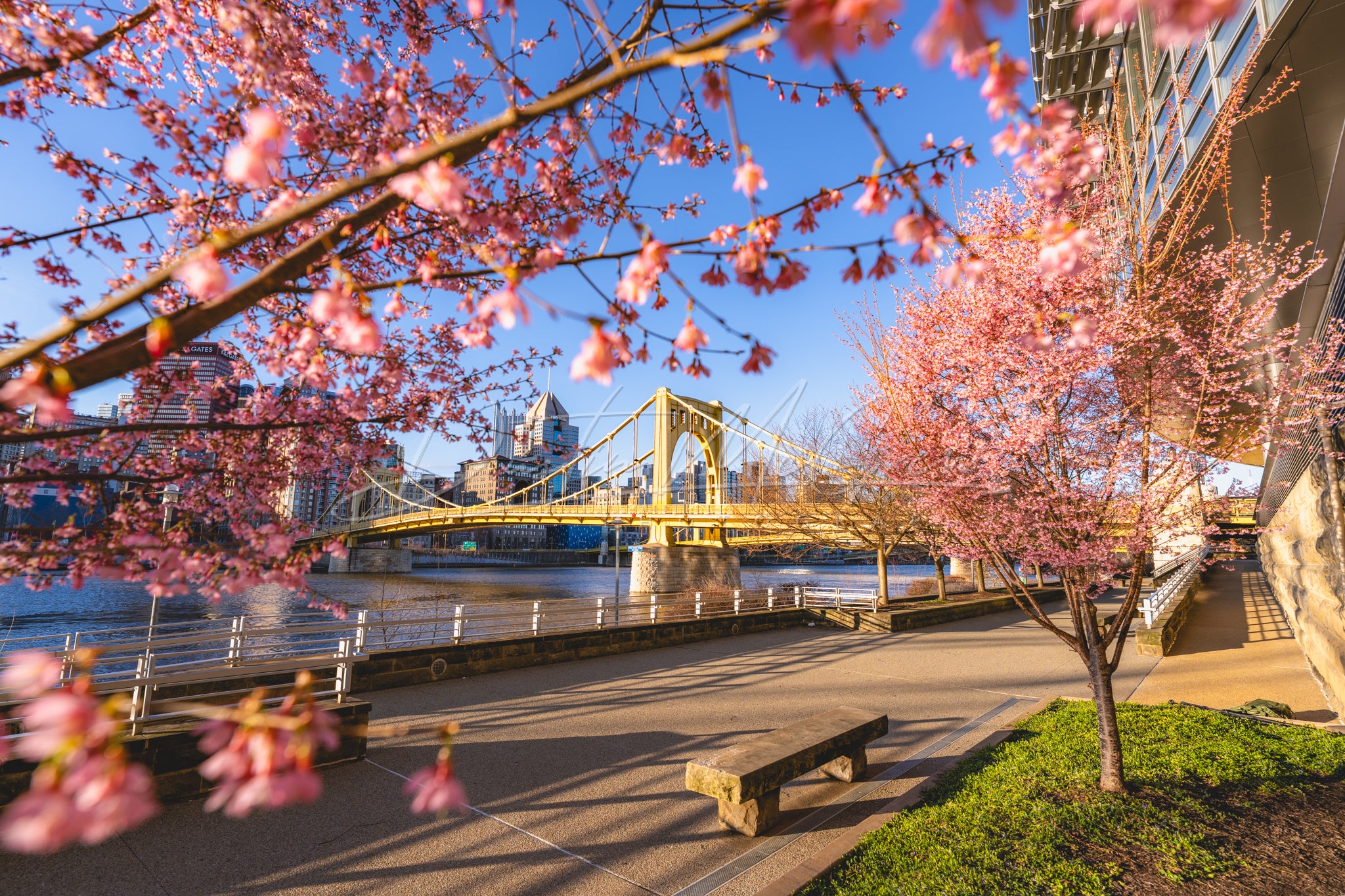 North Shore Blossoms and the Warhol Bridge
