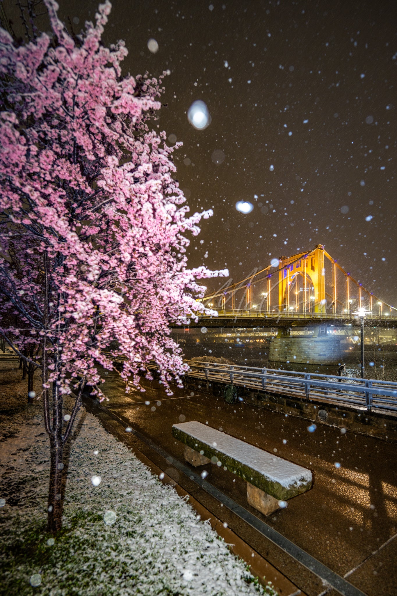 Snowy Blossoms and Carson Bridge
