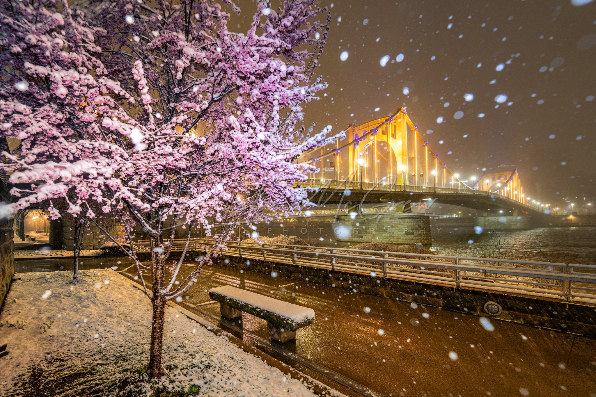 Snow Falls Over the Carson Bridge and Blossoming Trees