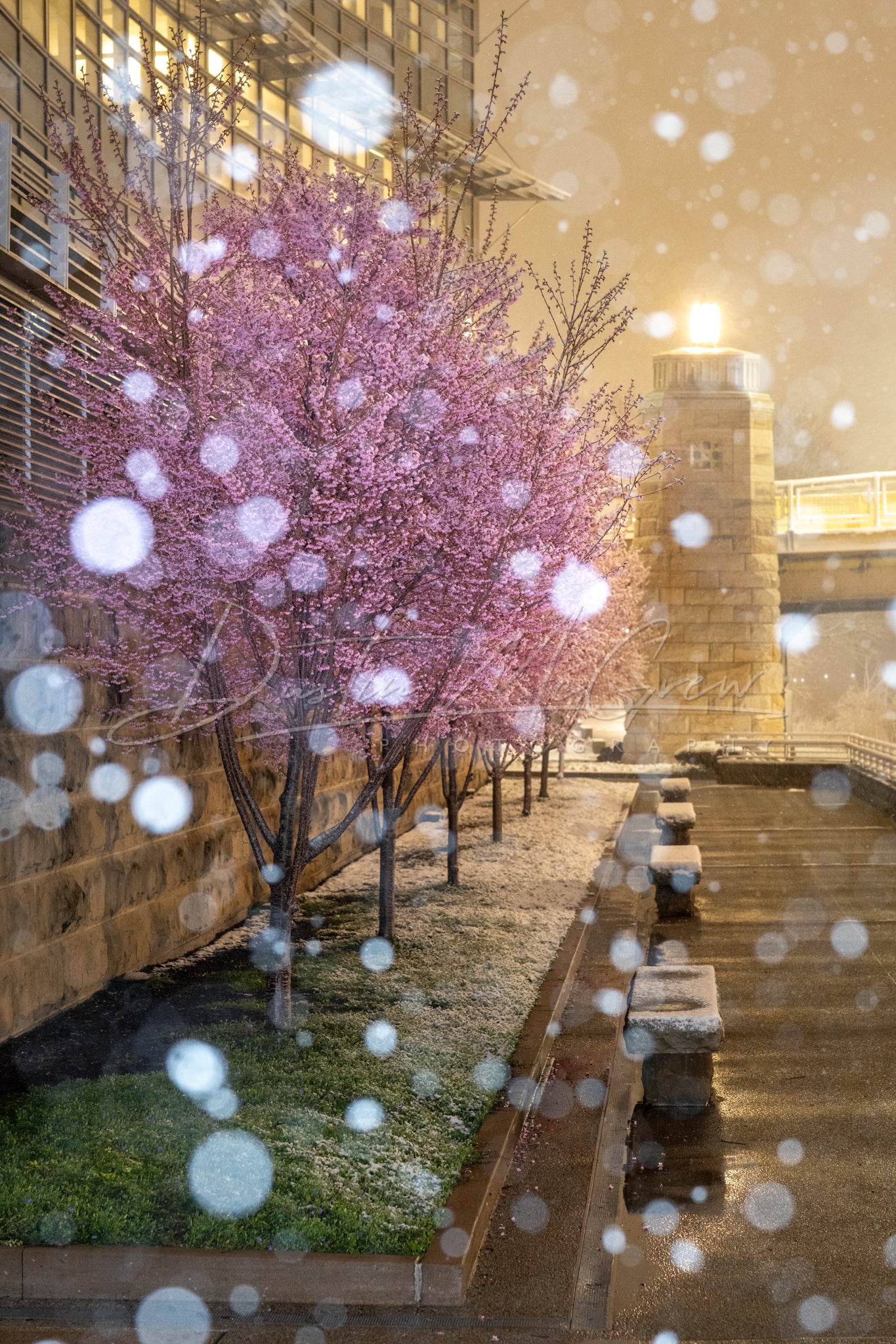 Snowy Blossoms on Pittsburgh's North Shore