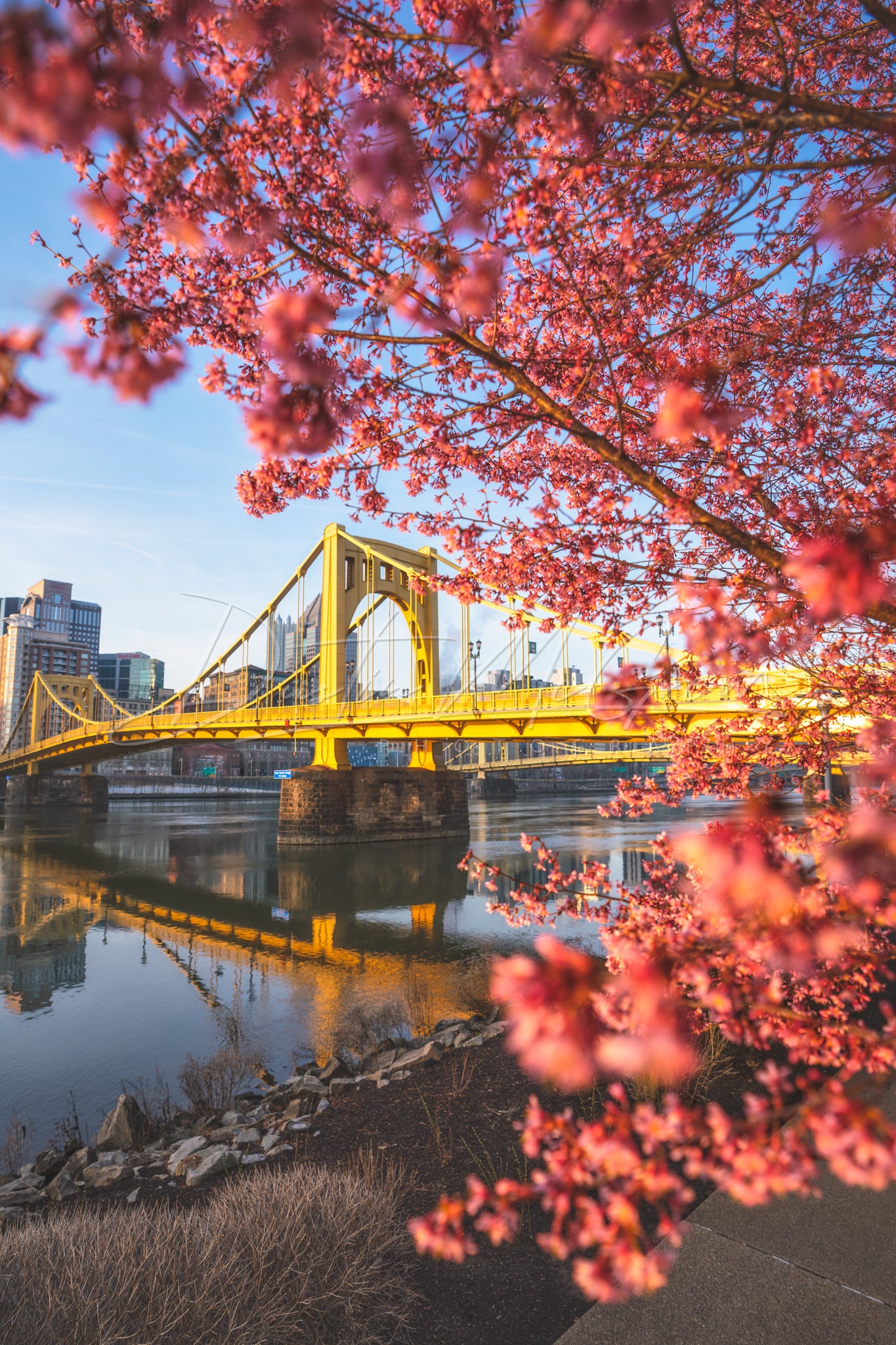 Photo of Pittsburgh and the Warhol Bridge with Spring Blossoms