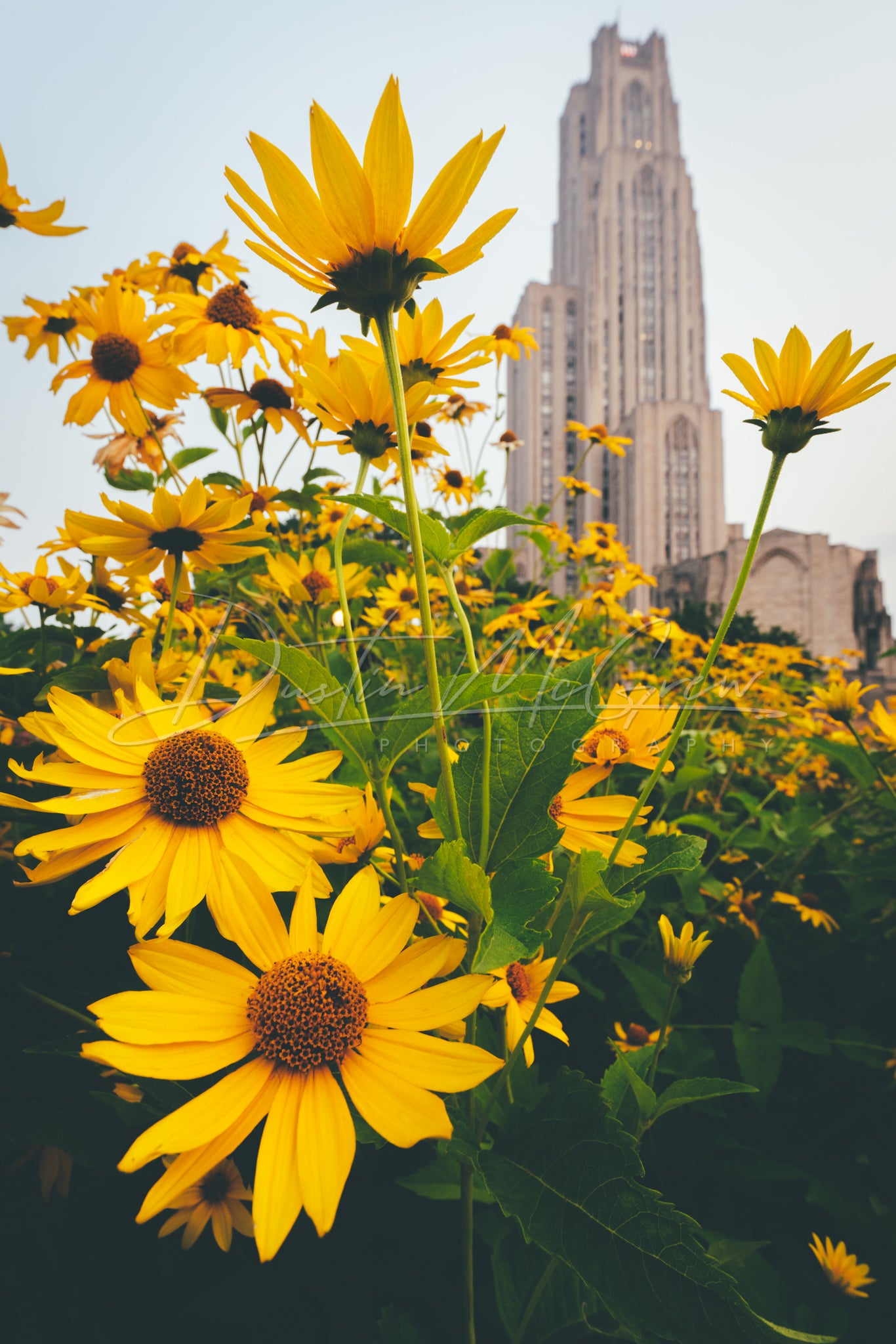 Flowers Surround the Cathedral of Learning