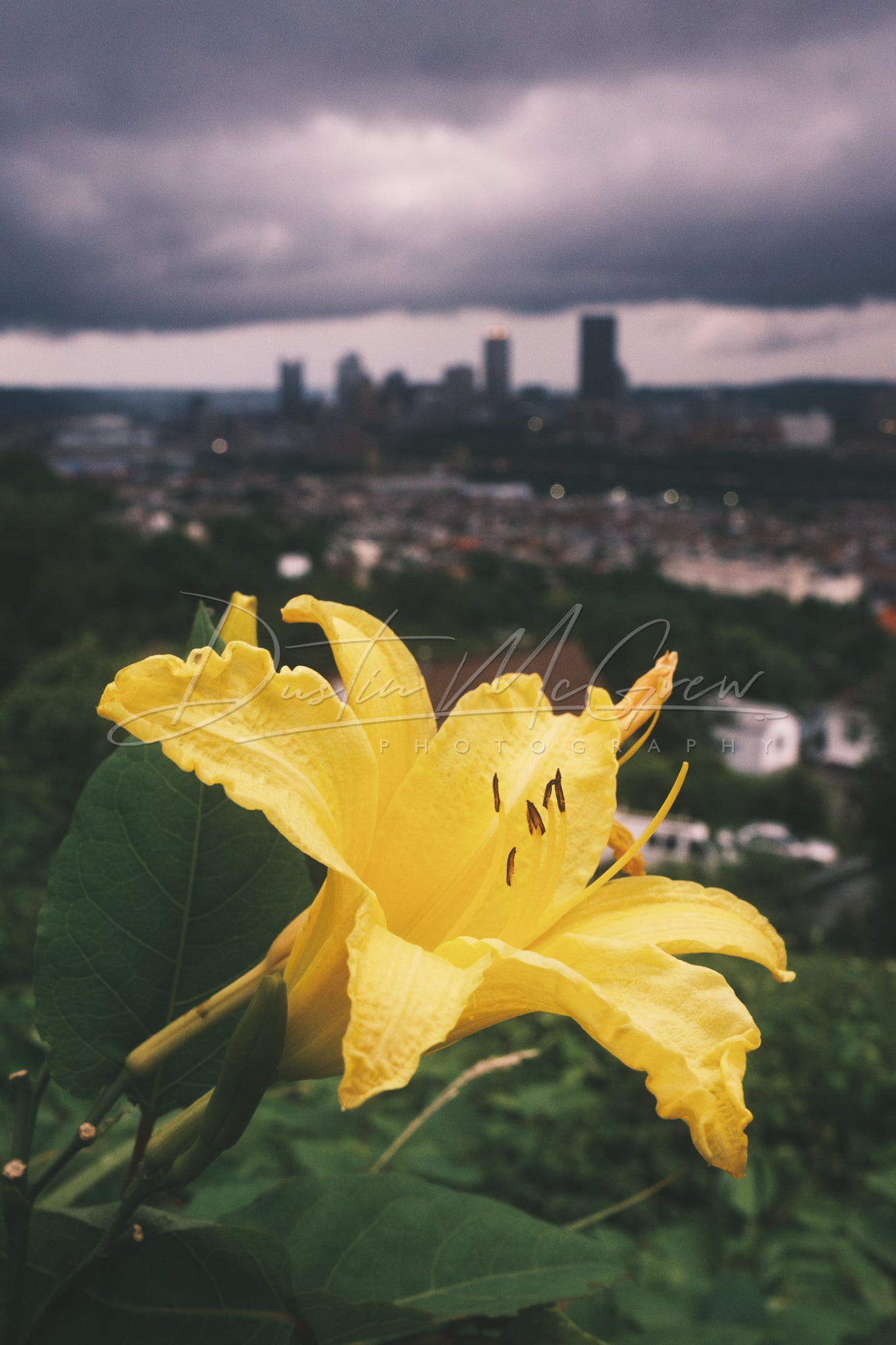 Yellow Flower and Stormy Skies in Pittsburgh