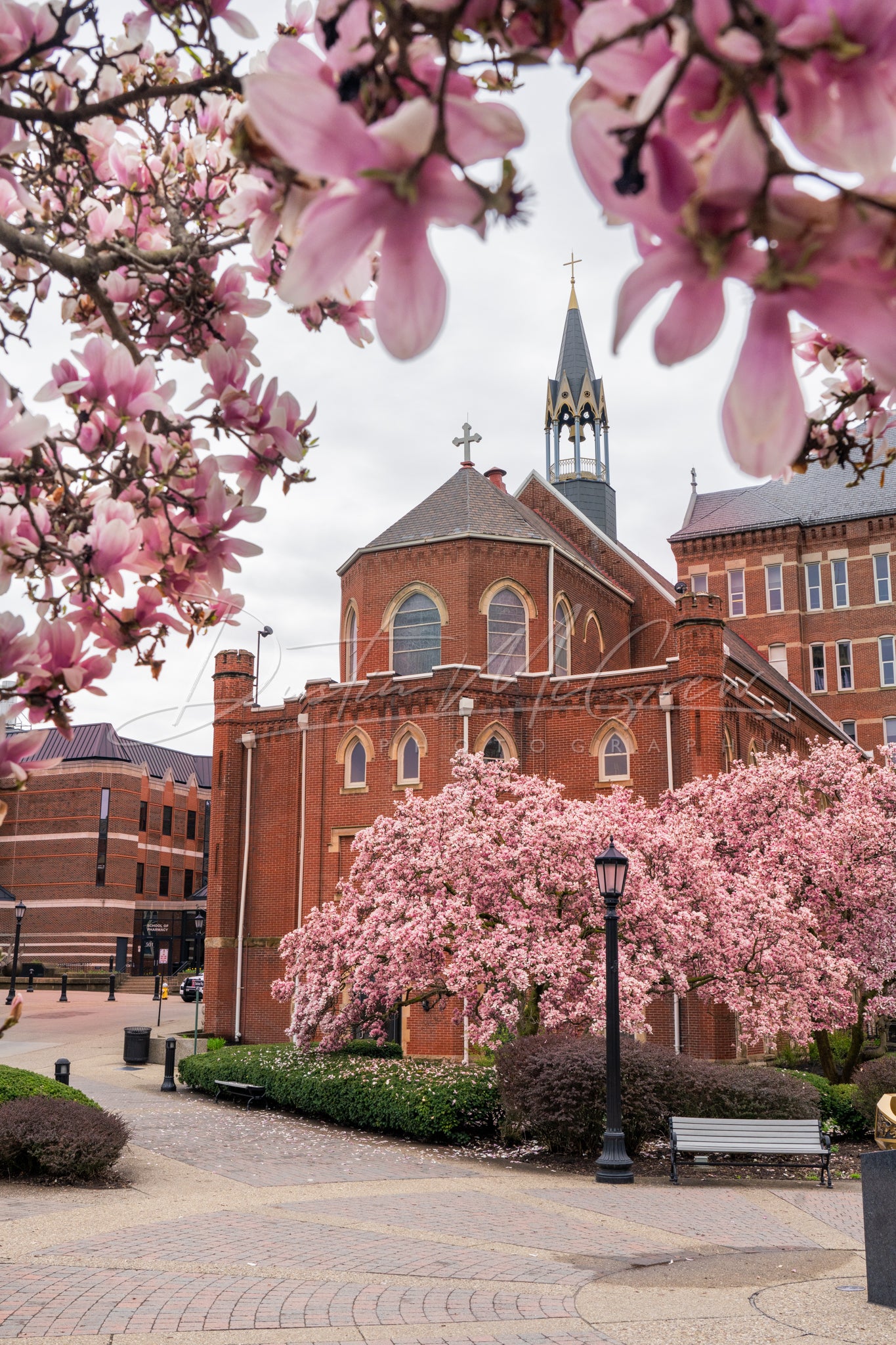 Magnolia Blossoms and Duquesne University's Old Main