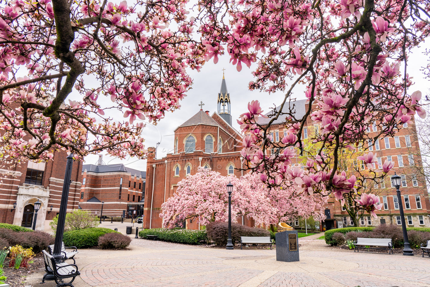Blossoming Magnolia Tree and Old Main at Duquesne University
