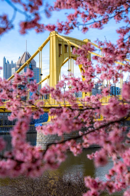 North Shore Blossoms and the Andy Warhol Bridge