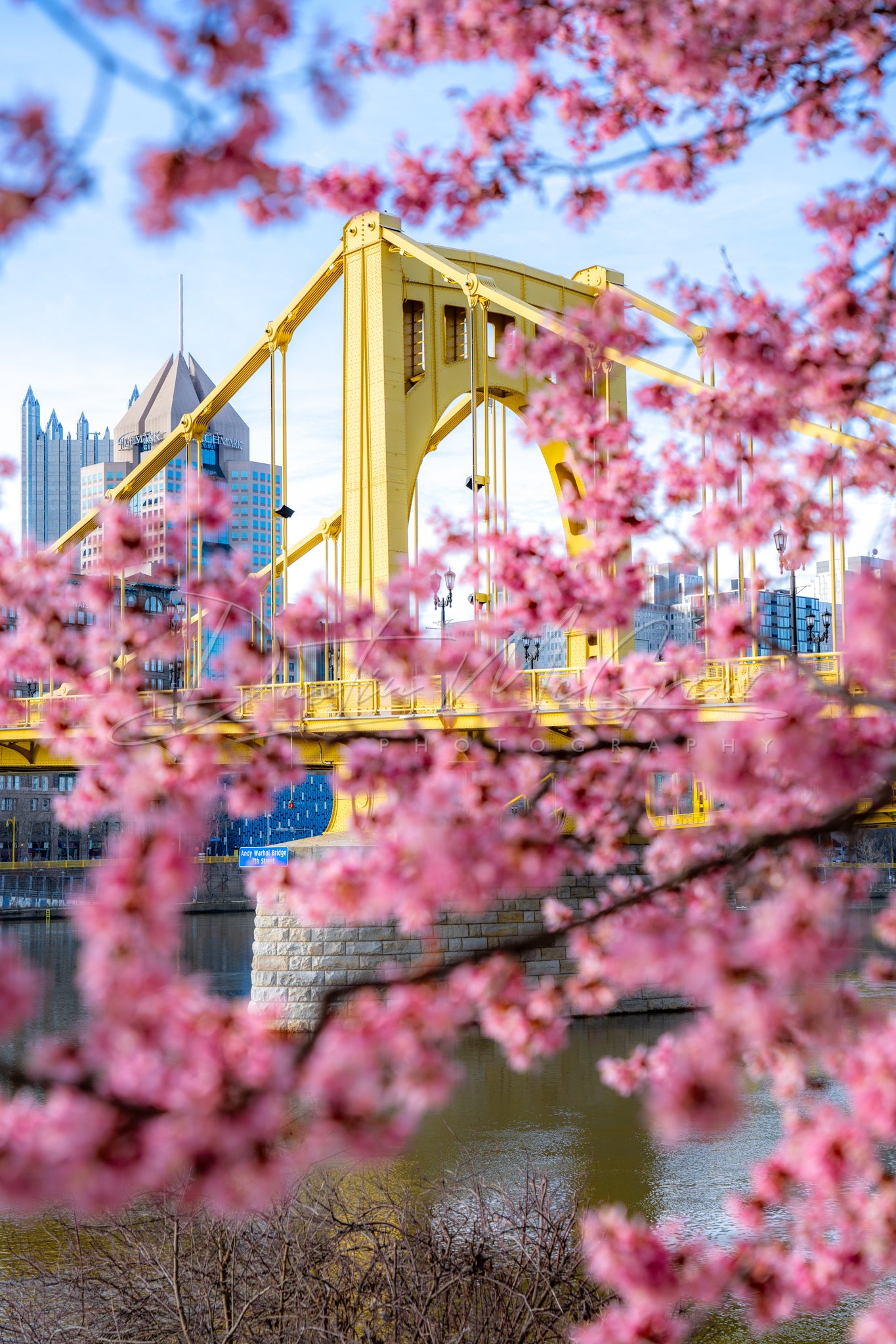 North Shore Blossoms and the Andy Warhol Bridge