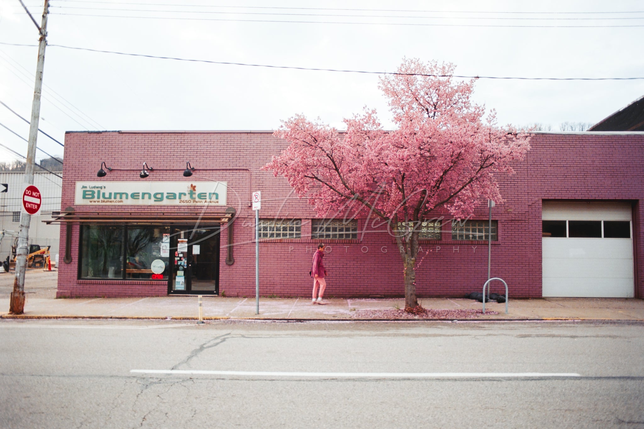 Strip District Blumengarten Pink Cherry Blossoms