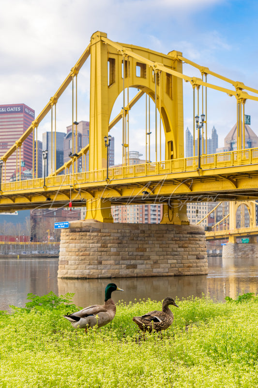 Two Ducks and the Rachel Carson Bridge