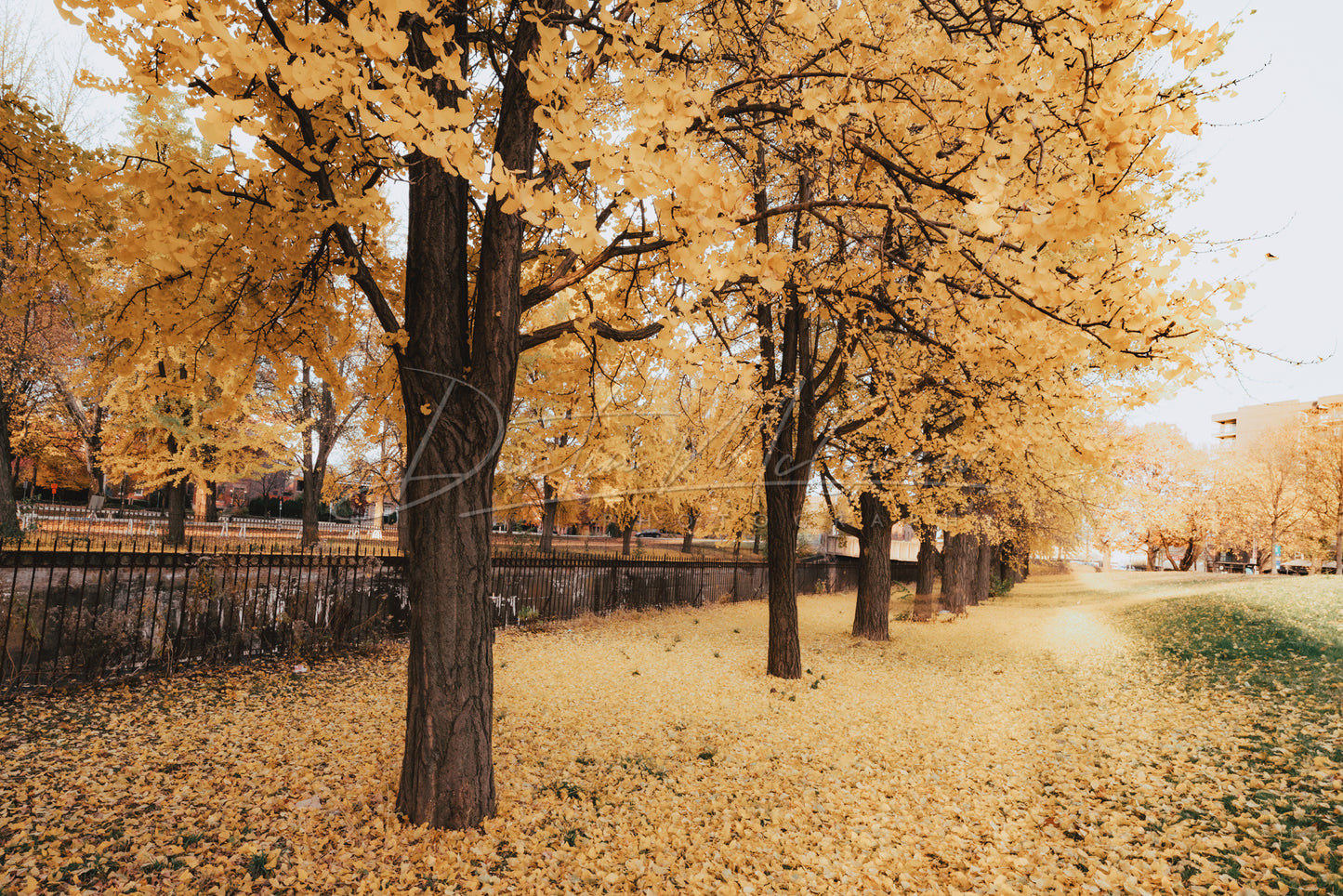 Photo of Several Yellow Ginkgo Trees in Pittsburgh