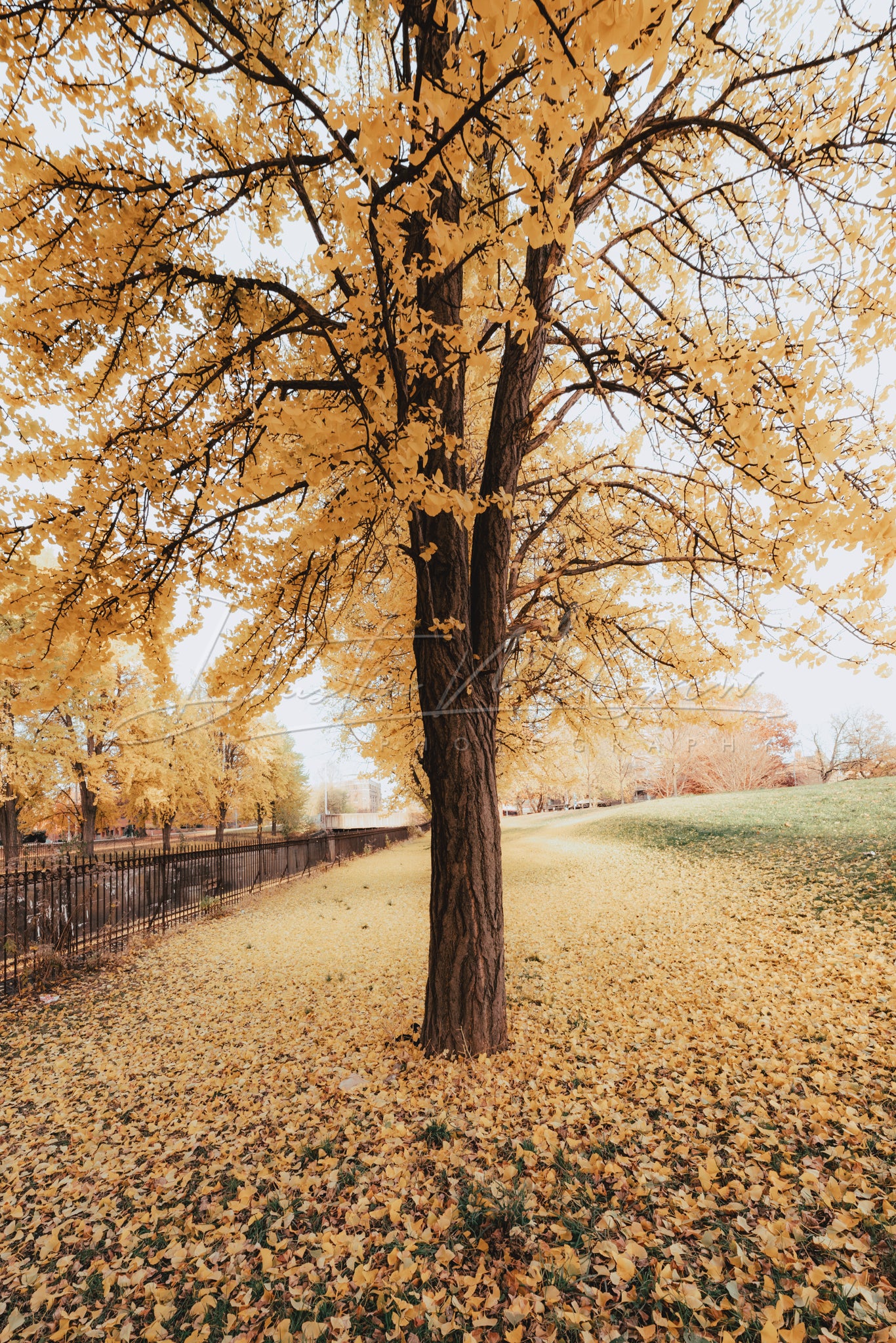 Photo of Yellow Ginkgo Trees in Allegheny Commons Park