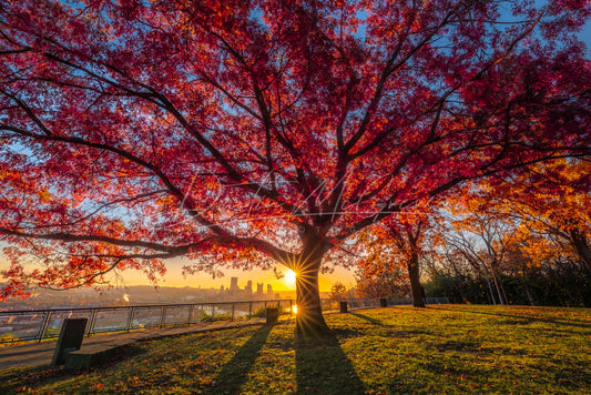 West End Overlook's Massive Tree Glows at Sunrise in the Fall