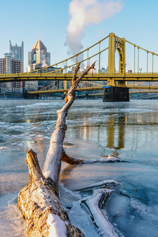 Frozen Tree in the Allegheny River