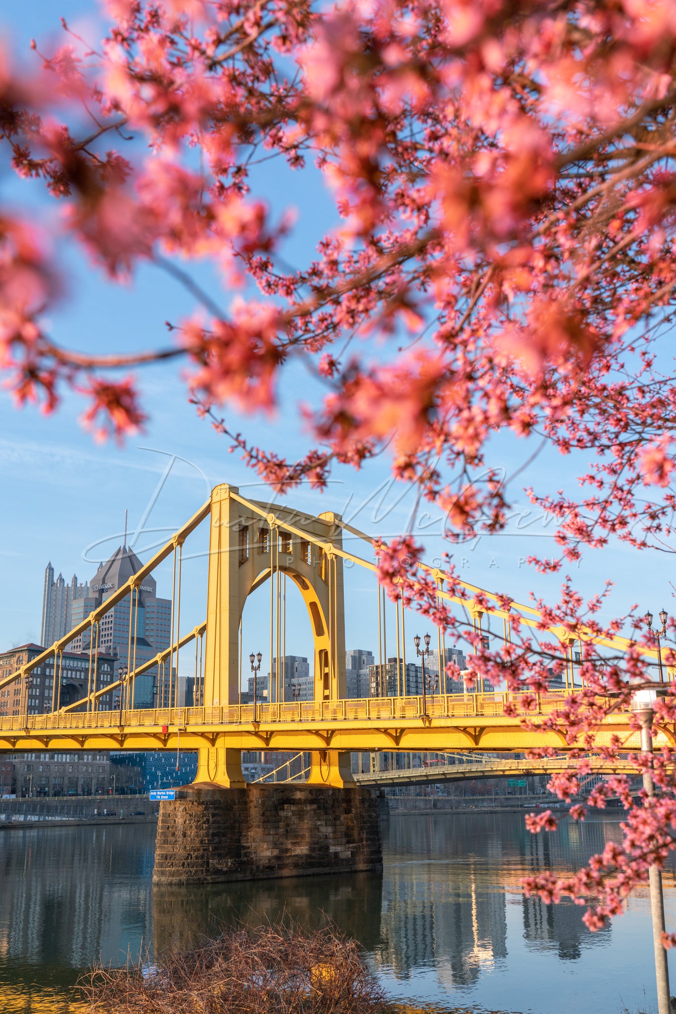 Pittsburgh North Shore Blossoms and Andy Warhol Bridge Photo