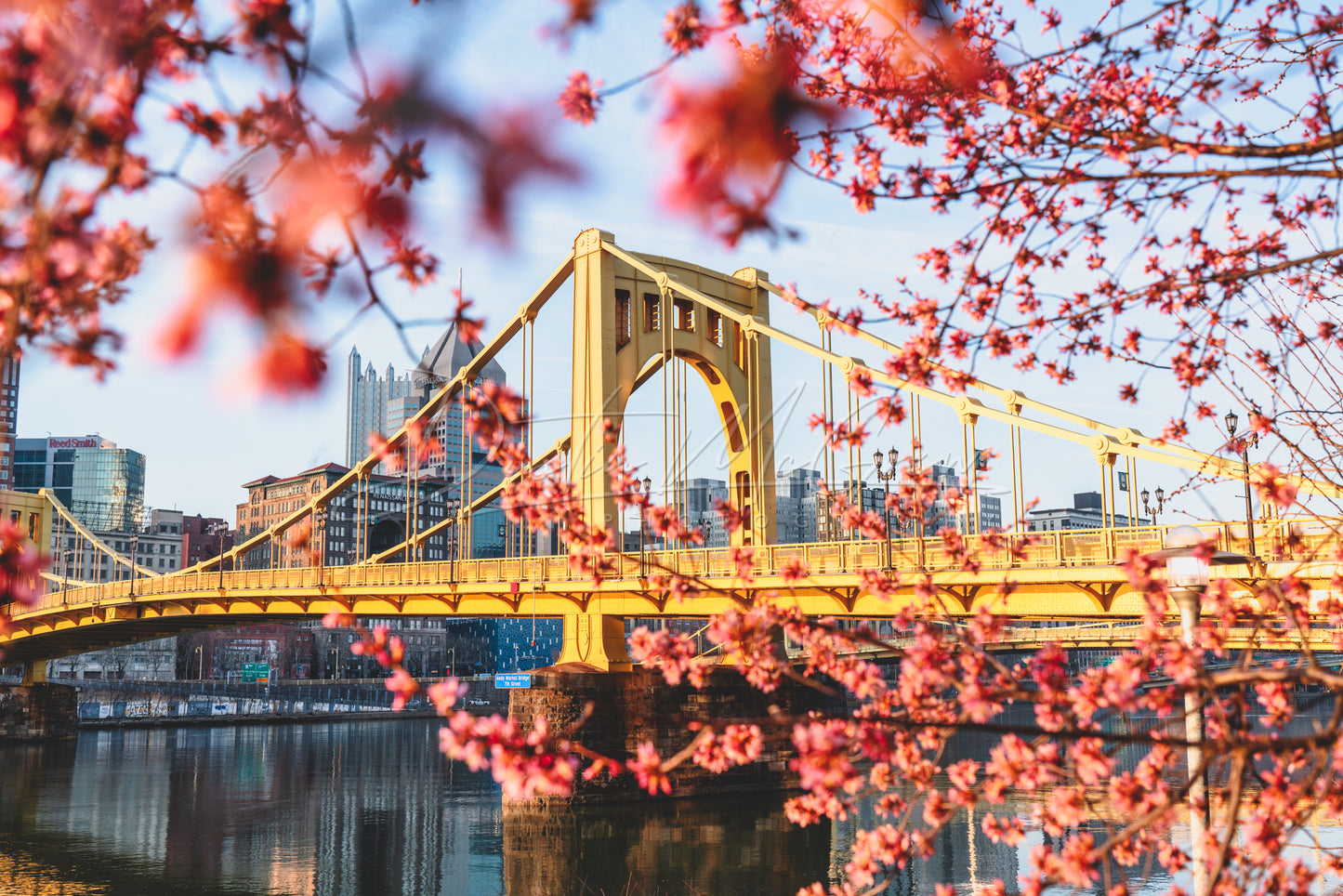 Blossoms in Pittsburgh - The First Signs of Spring