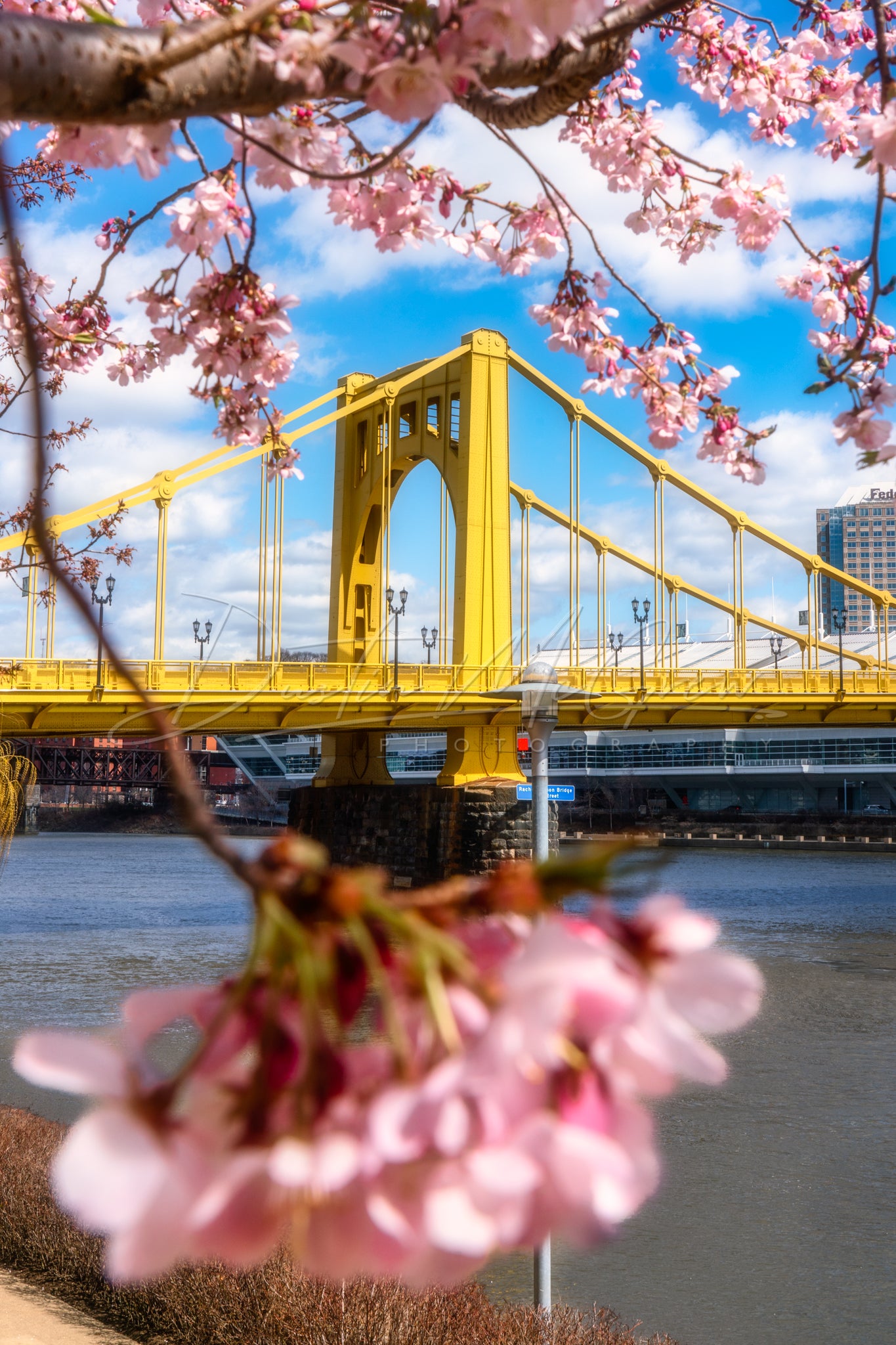 Pittsburgh Spring Blossoms and Rachel Carson Bridge