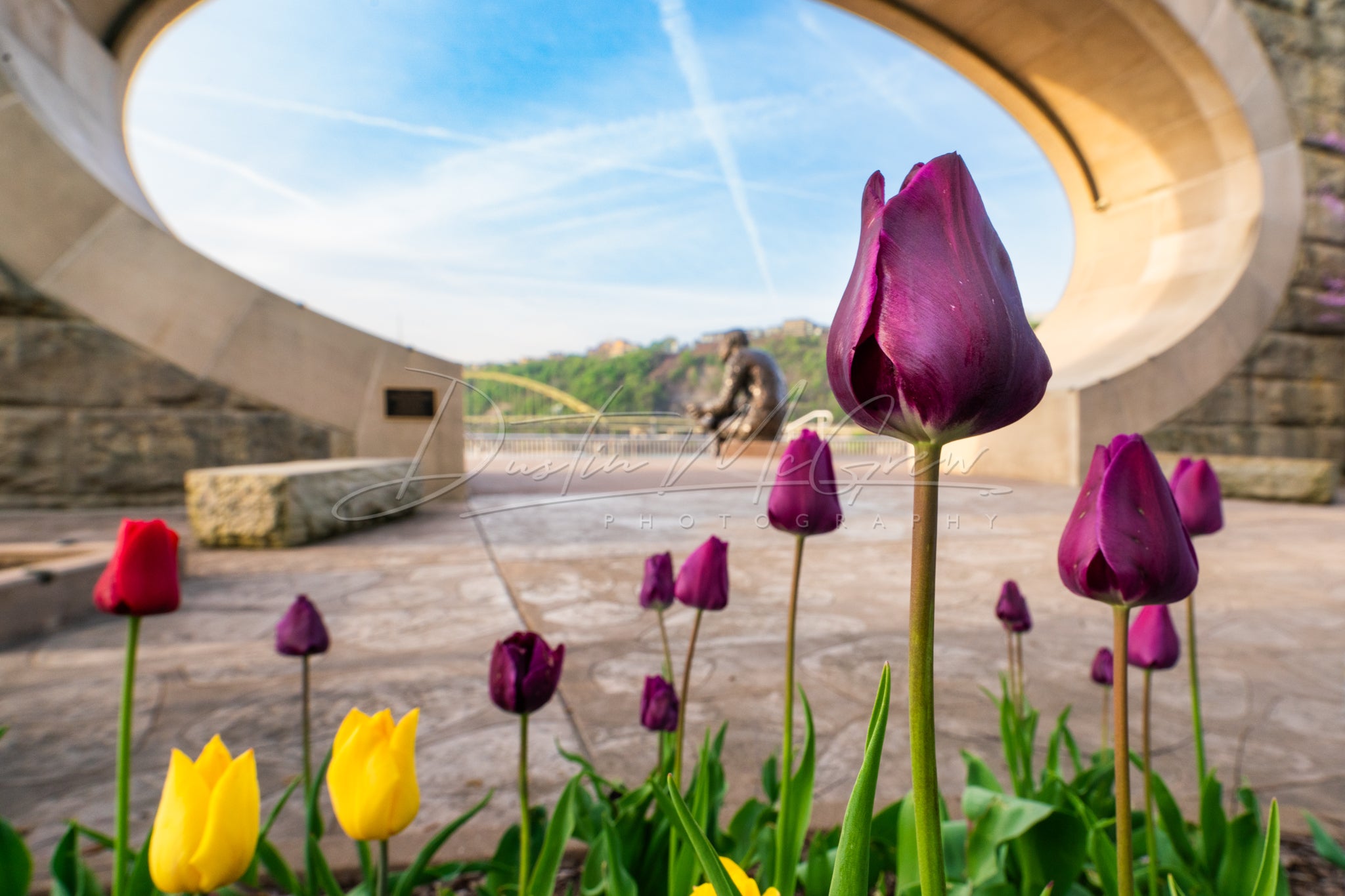 Tulips and Mr. Rogers Statue