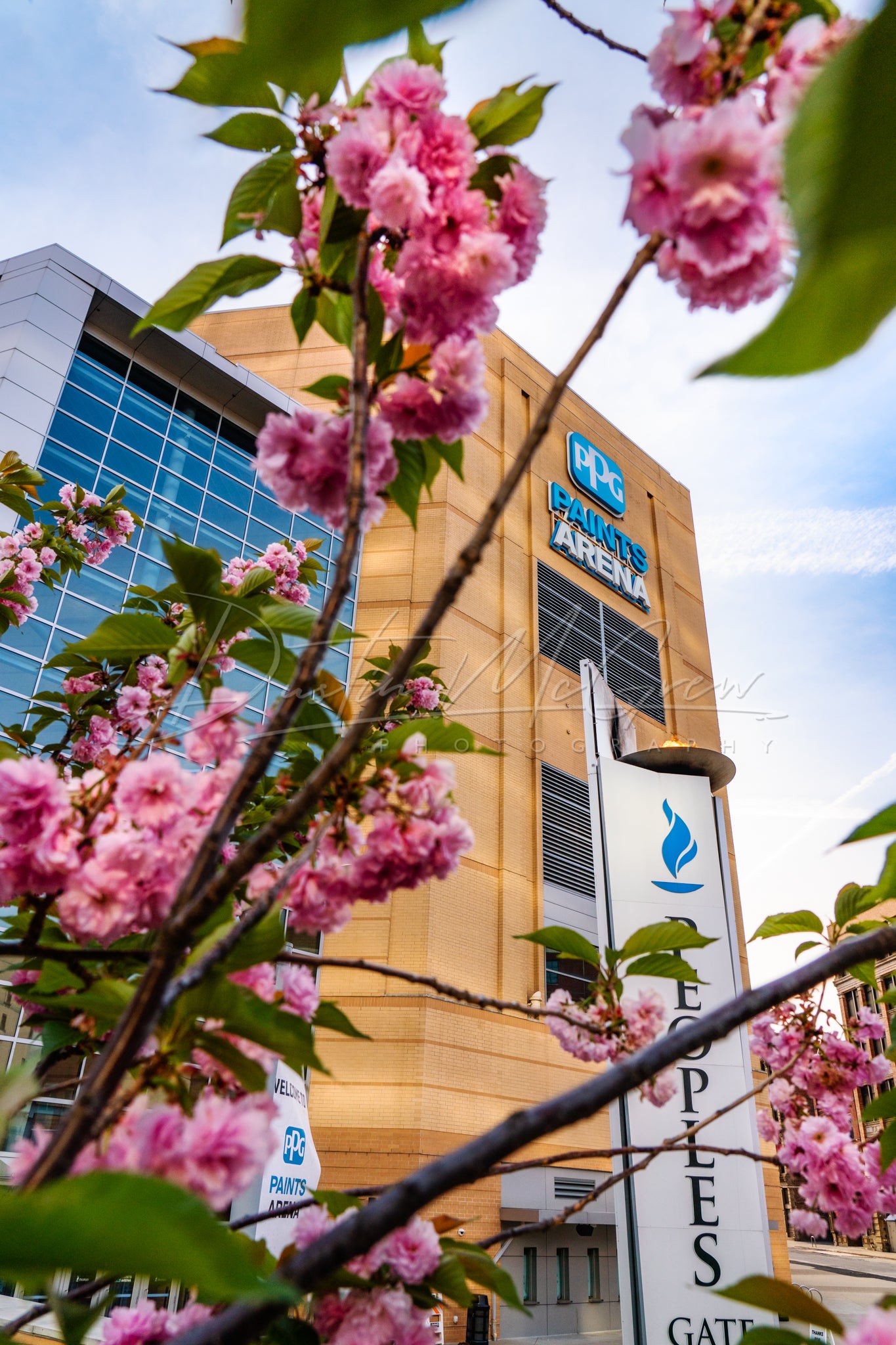 Blossoms Frame PPG Paints Arena