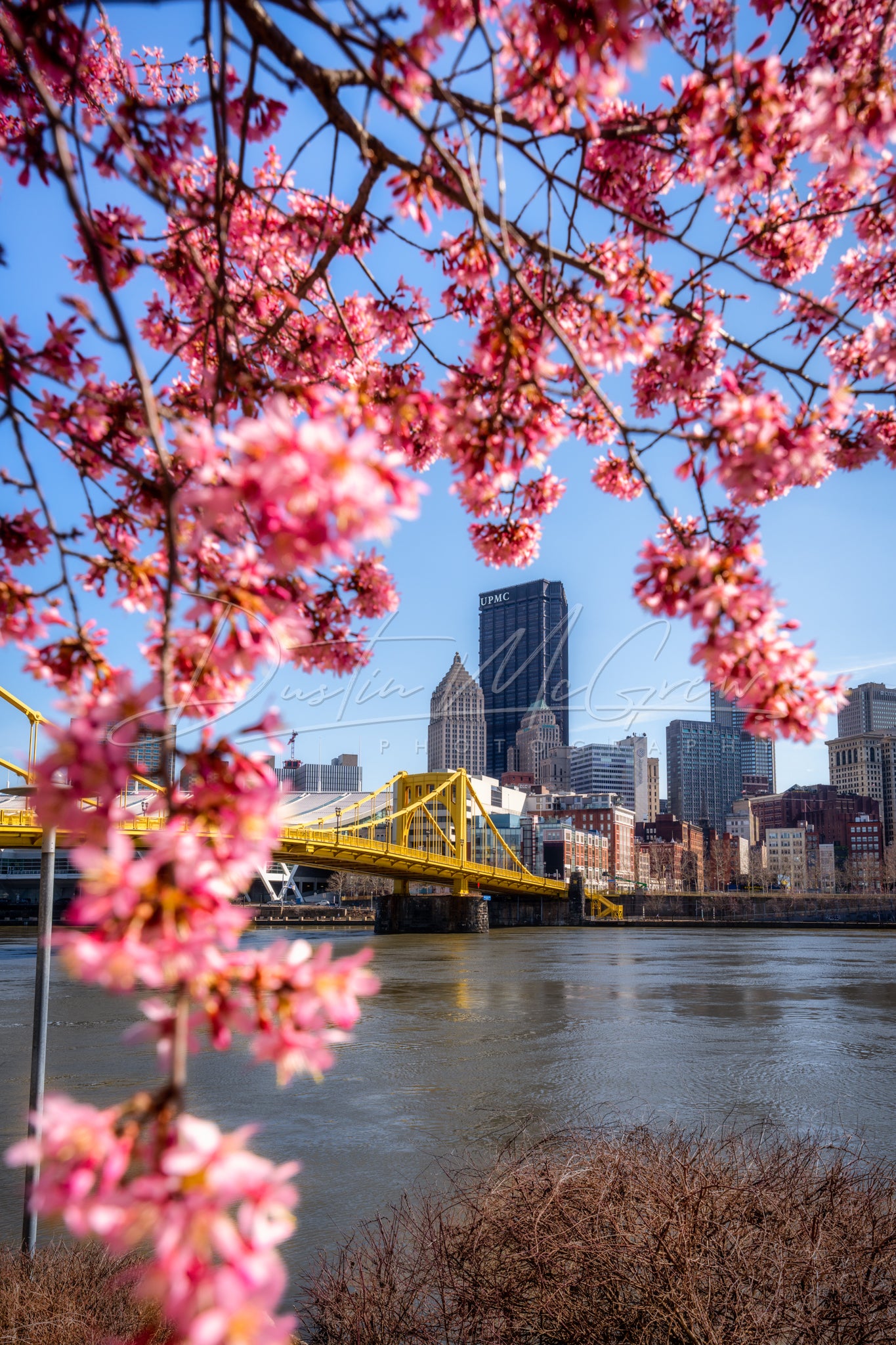 North Shore Blossoms and the Carson Bridge