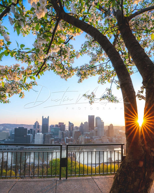 Pittsburgh Skyline Print With A Blossoming Tree Framing Downtown