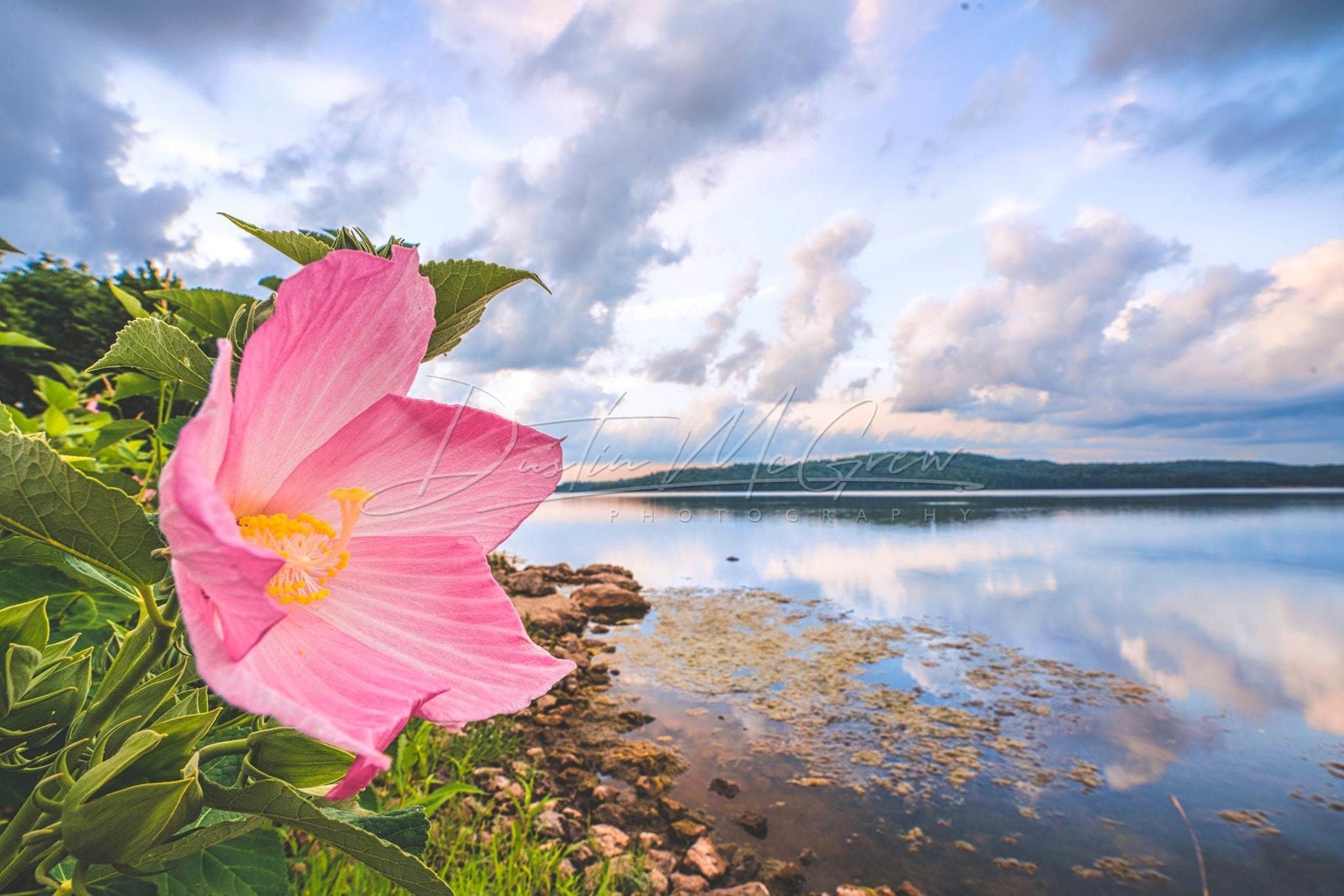 Pink Flower Photo - Hibiscus Moraine State Park Lake Arthur