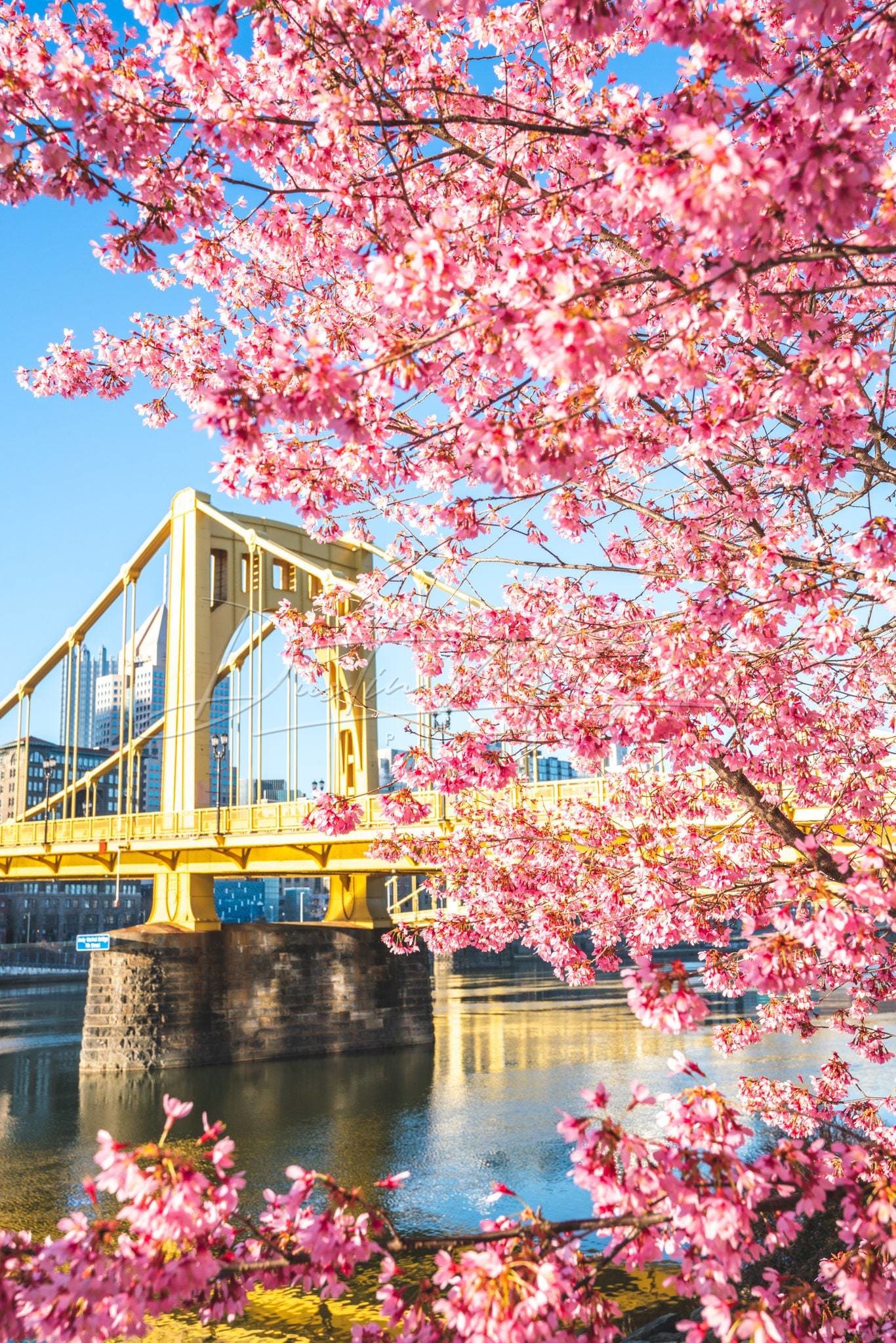 Pittsburgh Photo Print - Blooming Blossoms And The Andy Warhol Bridge Art Metal Prints
