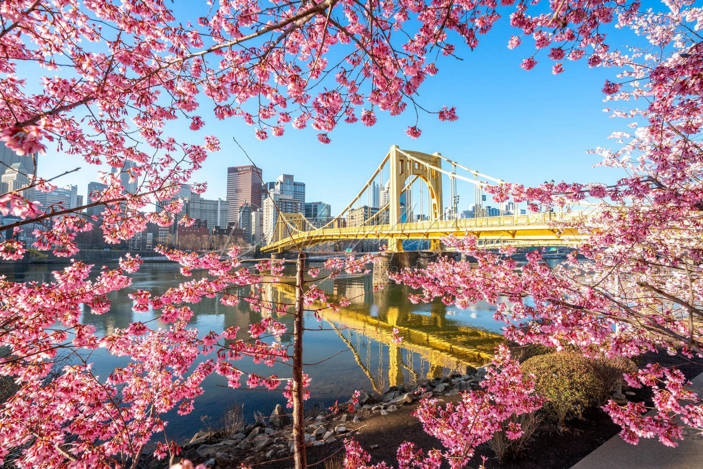 Pittsburgh Photograph - Beautiful Blossoms Around The Warhol Bridge Art Metal Prints Photo