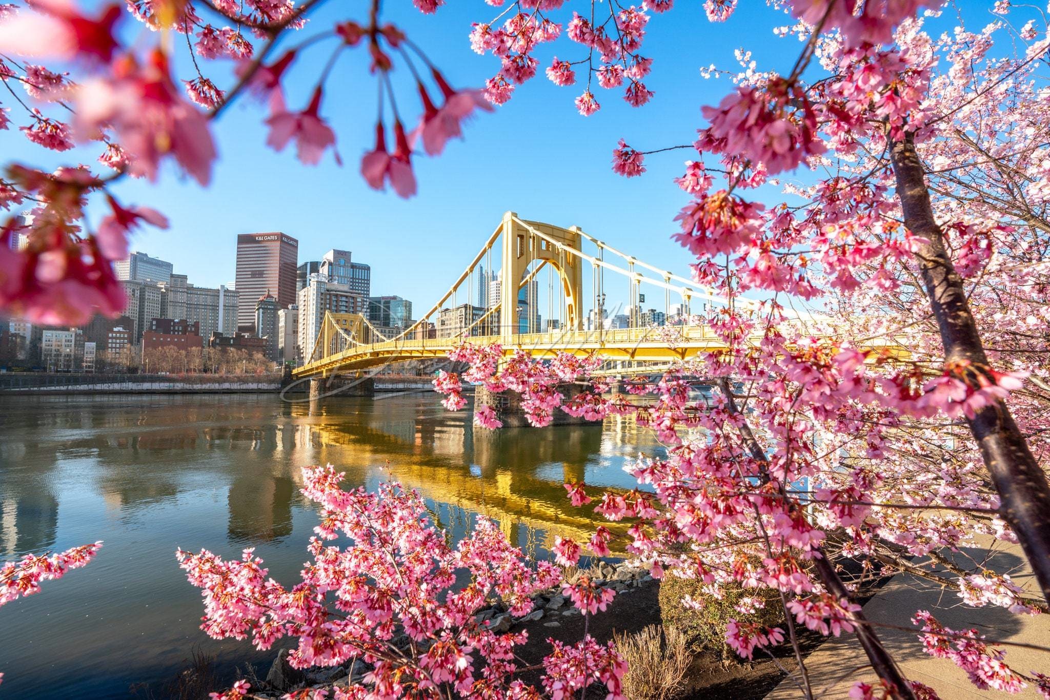 Pittsburgh Photo Print - Pink Blossoms Frame The Andy Warhol Bridge Art Metal Prints