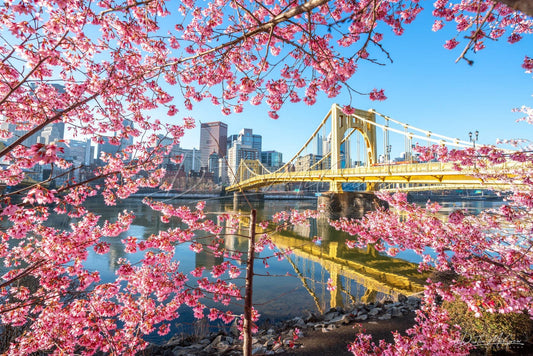 Pittsburgh Photograph - Pink Blossoms Surround The Warhol Bridge Art Metal Prints Photo