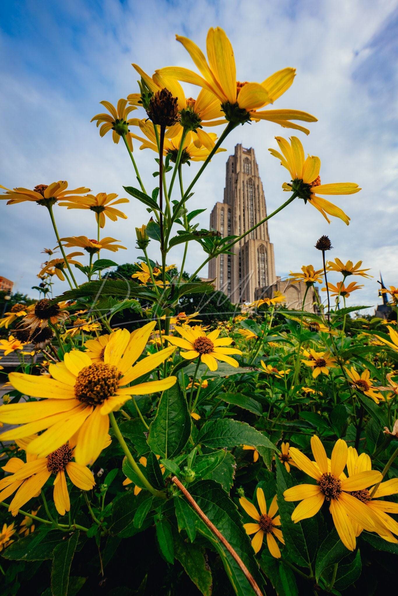 Cathedral Of Learning Photo - Yellow Flowers Frame The Pitt Pittsburgh Prints University
